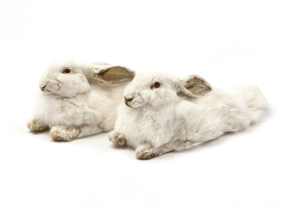 slippers rabbit